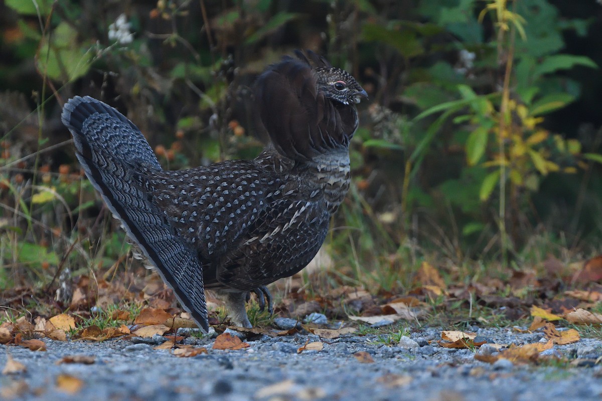 Kragenhuhn - ML610251661