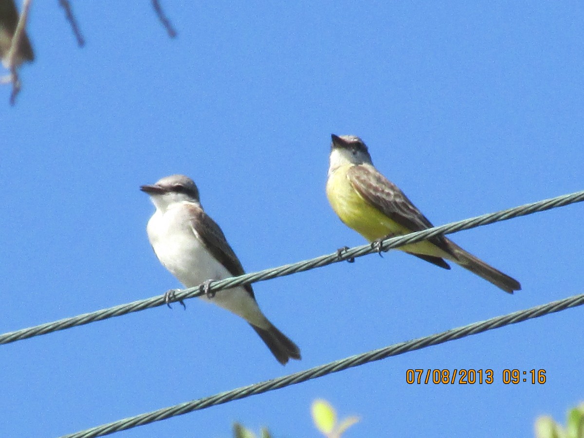 Gray Kingbird - ML610251813