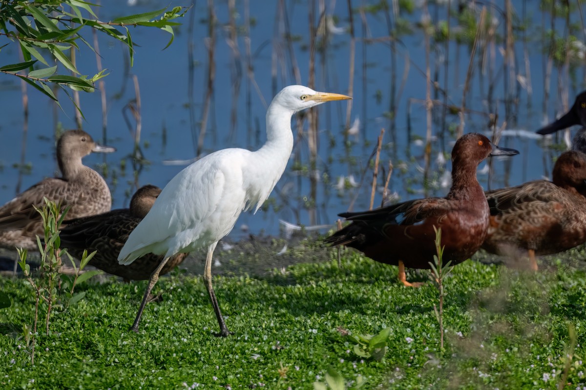 Western Cattle Egret - ML610251839