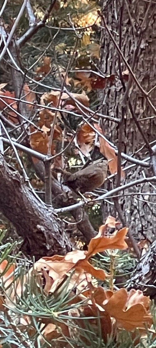 Pacific Wren - ML610251860