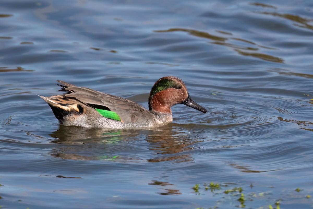 Green-winged Teal - Adam Jackson