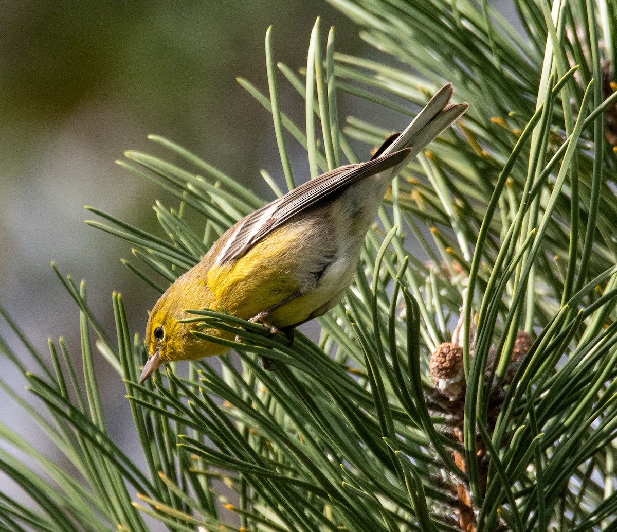 Pine Warbler - ML610251885