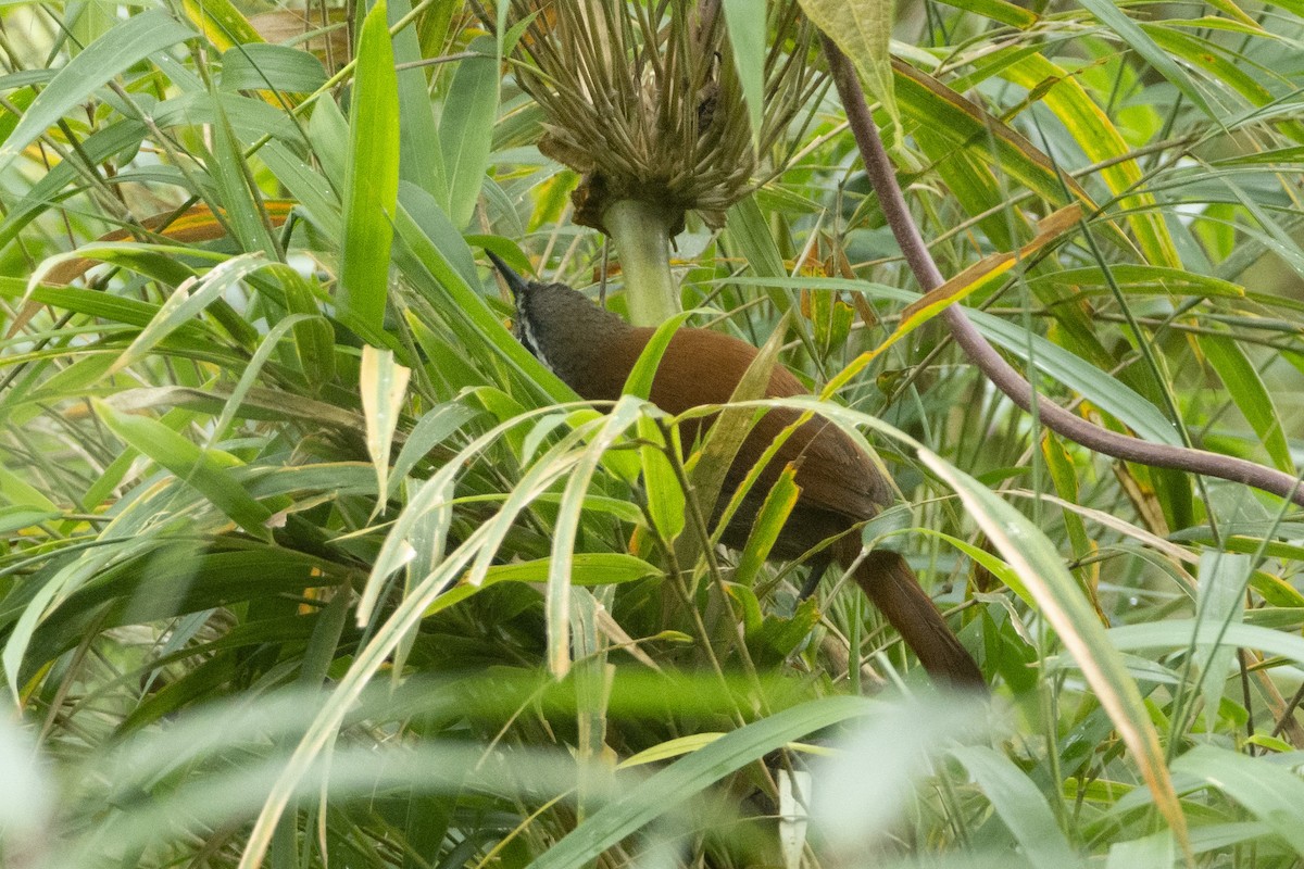 アカオマユミソサザイ（euophrys グループ） - ML610251888