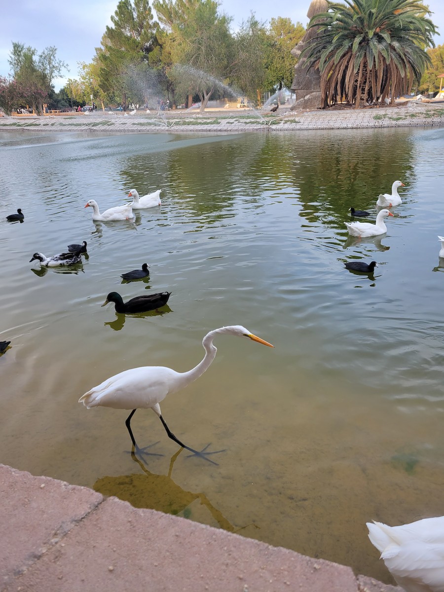 Great Egret - ML610251890
