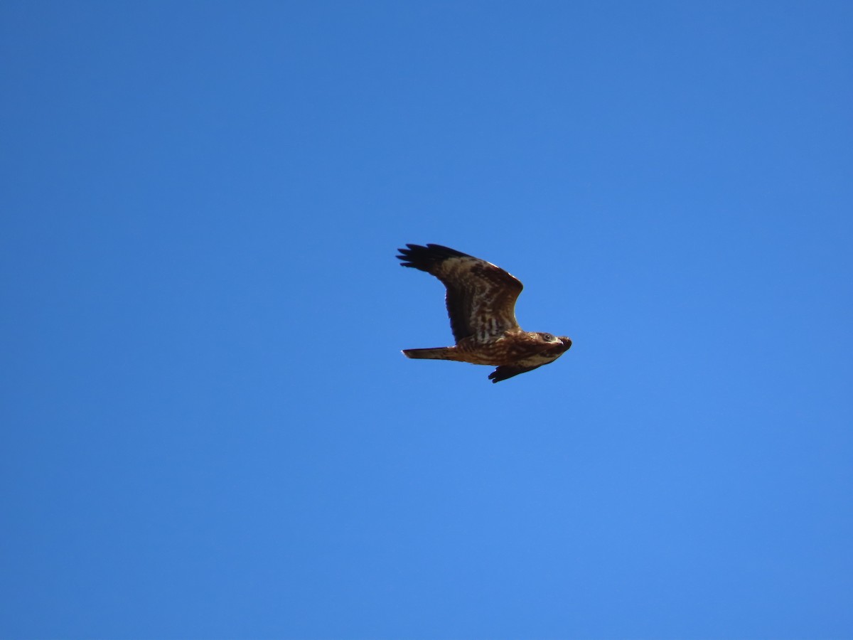 European Honey-buzzard - ML610251891