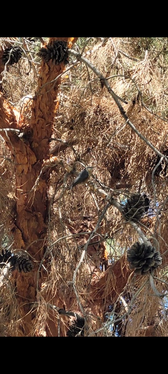 Red-breasted Nuthatch - ML610251952