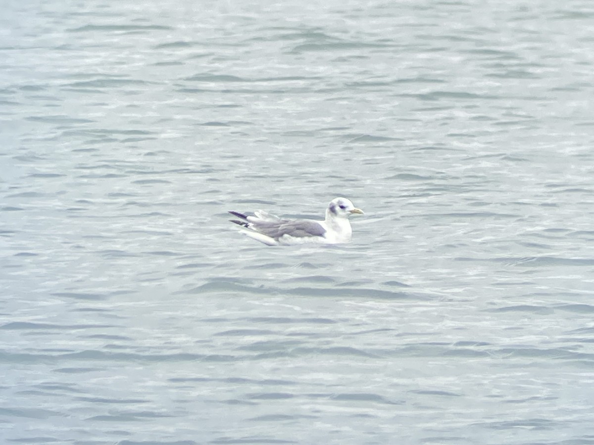 Mouette tridactyle - ML610251994