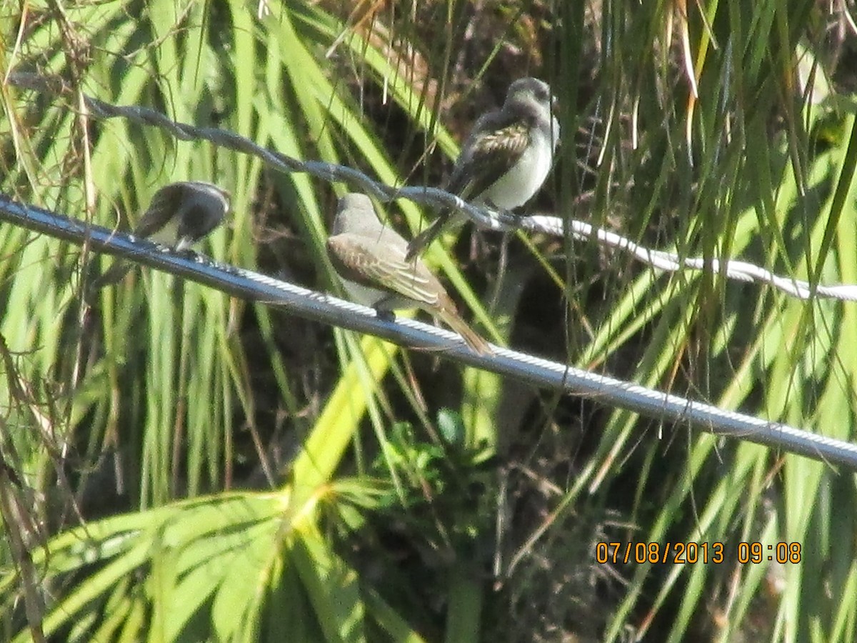 Gray Kingbird - Ruth Ellen Peipert