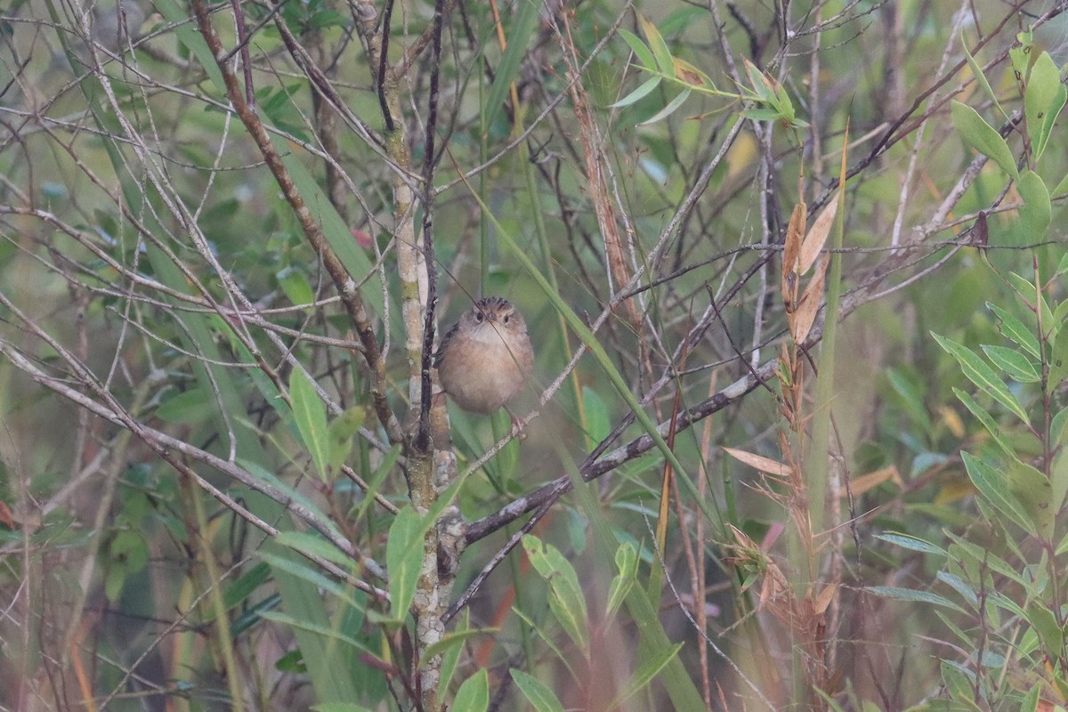 Sedge Wren - ML610252089