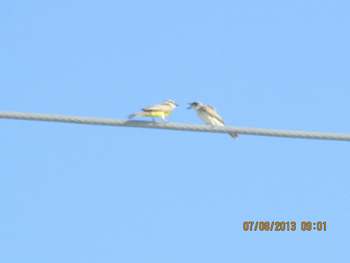 Gray Kingbird - ML610252093