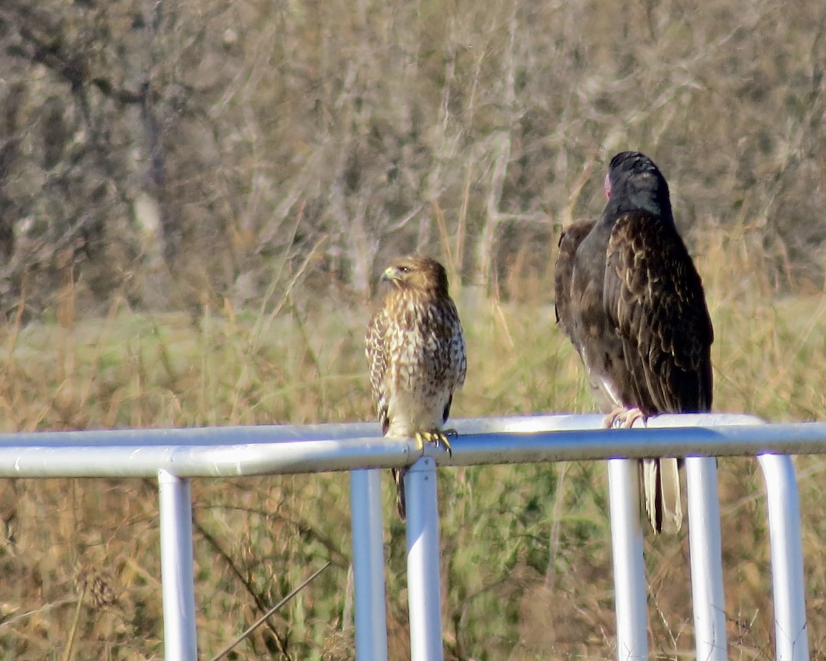 Red-shouldered Hawk - ML610252117