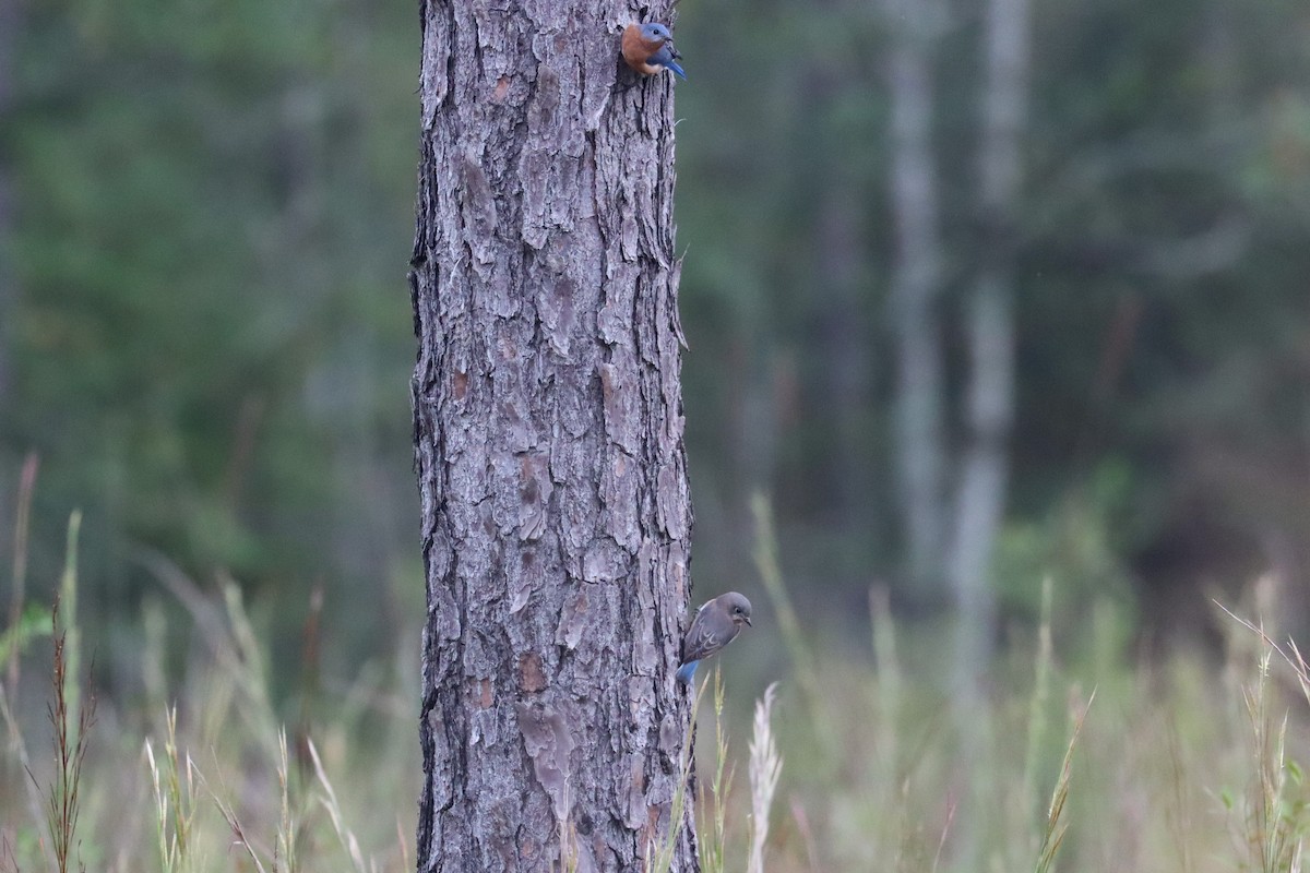 Eastern Bluebird - ML610252127