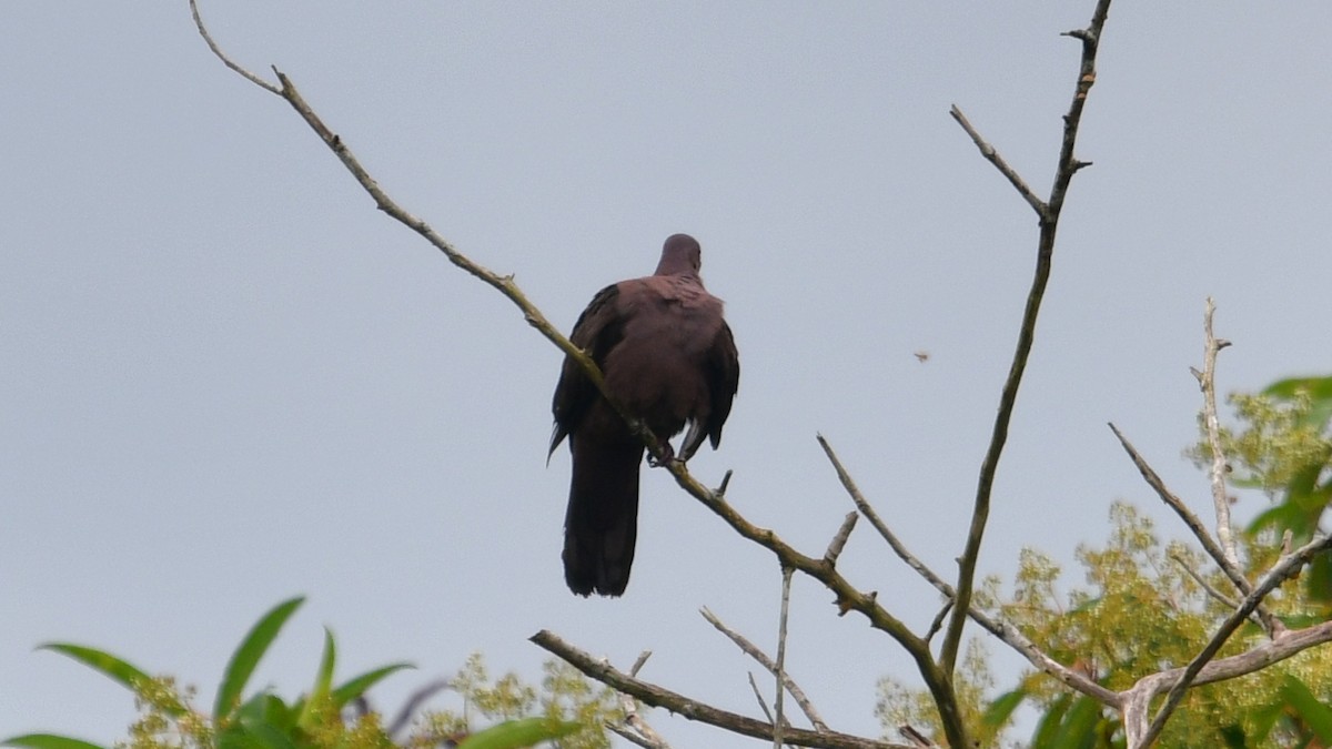 Ruddy Pigeon - ML610252129