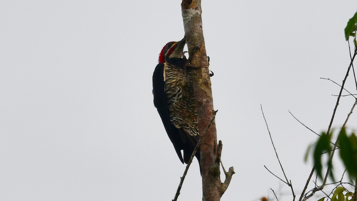 Lineated Woodpecker - ML610252136