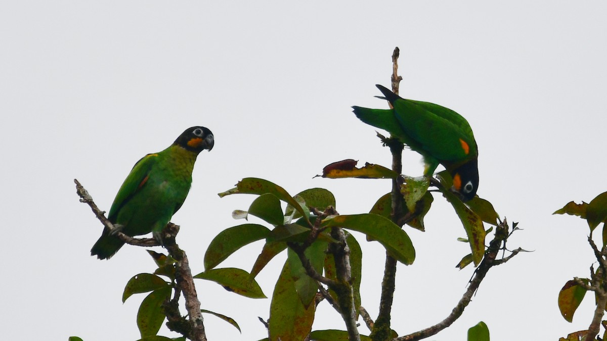 Orange-cheeked Parrot - ML610252148