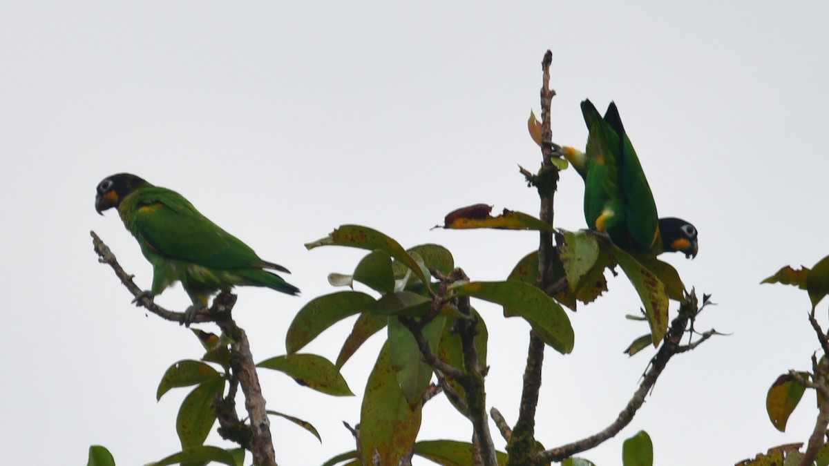 Orange-cheeked Parrot - ML610252149