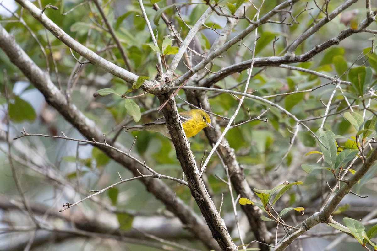 Pine Warbler - ML610252158