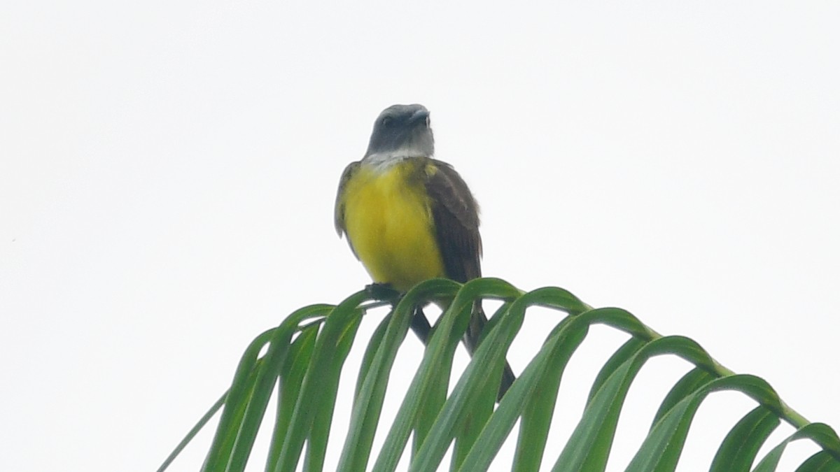 Sulphury Flycatcher - ML610252164