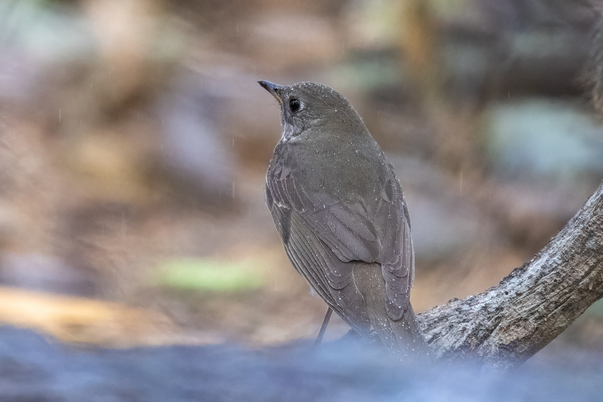 Gray-cheeked Thrush - ML610252180