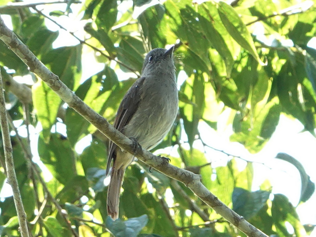 Flores Jungle Flycatcher - ML610252181