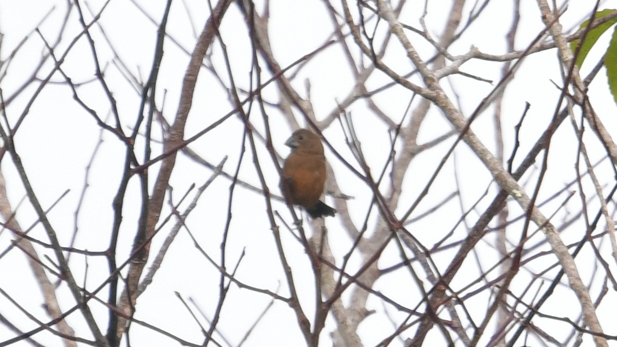 Chestnut-bellied Seed-Finch - ML610252182