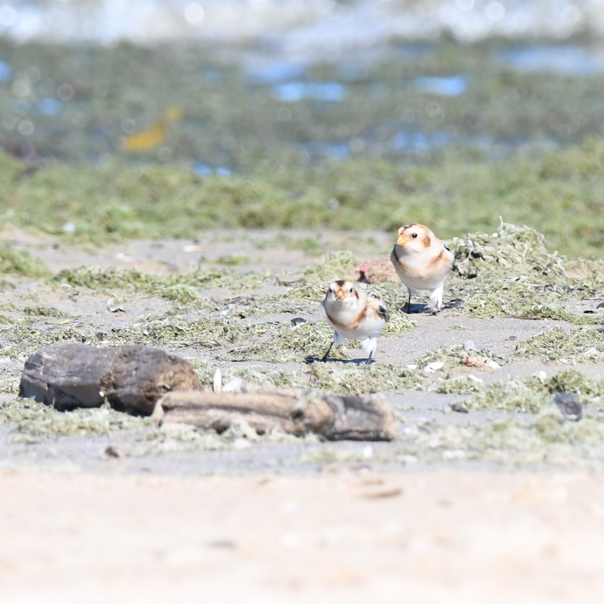 Snow Bunting - ML610252189