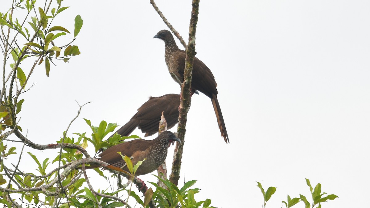 Speckled Chachalaca - Carl Winstead