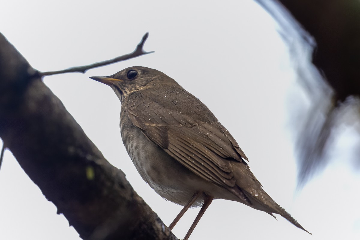 Gray-cheeked Thrush - ML610252239