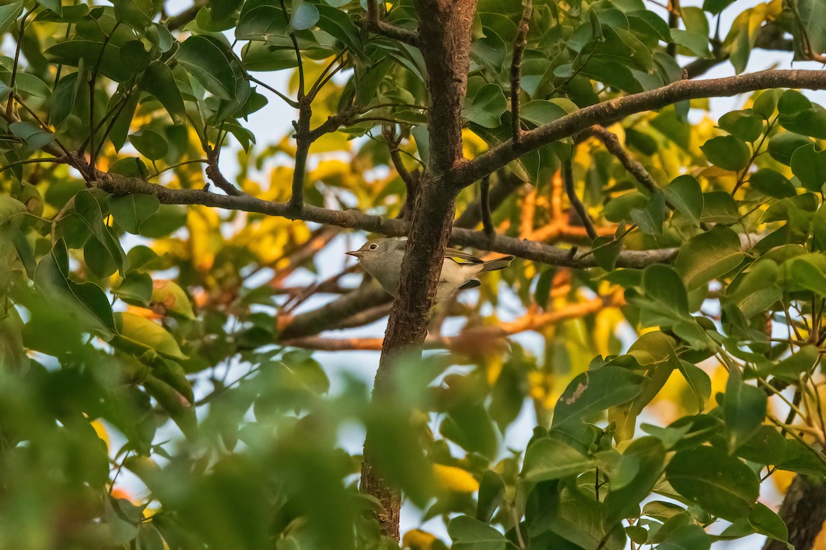 Chestnut-sided Warbler - ML610252252