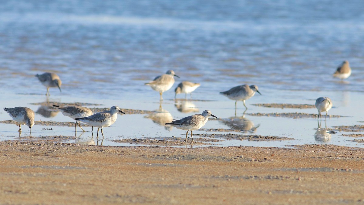 Red Knot - ML610252272