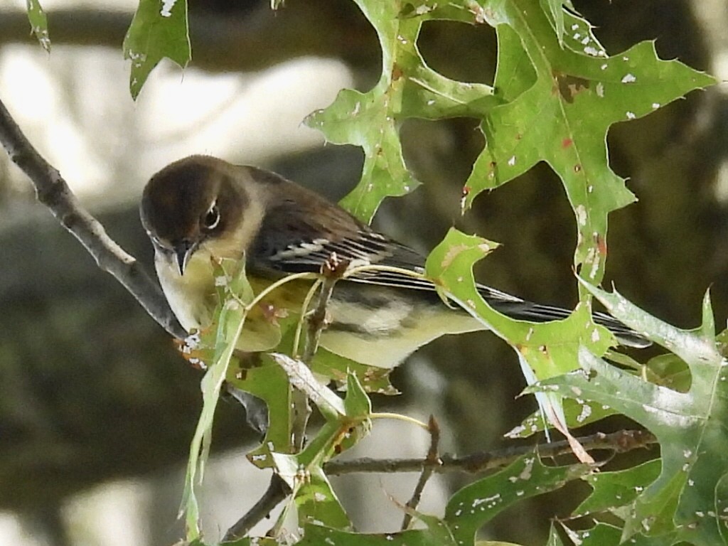 Yellow-rumped Warbler - ML610252477