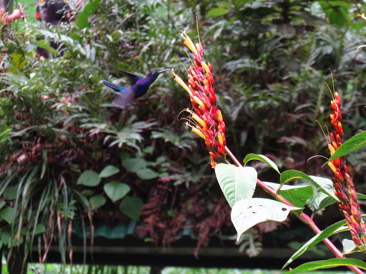 kolibřík fialkový - ML610252498