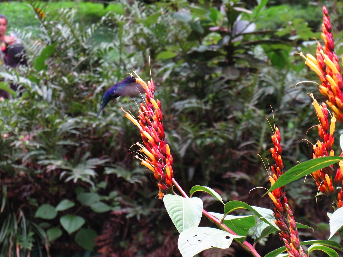 Colibrí Morado - ML610252499