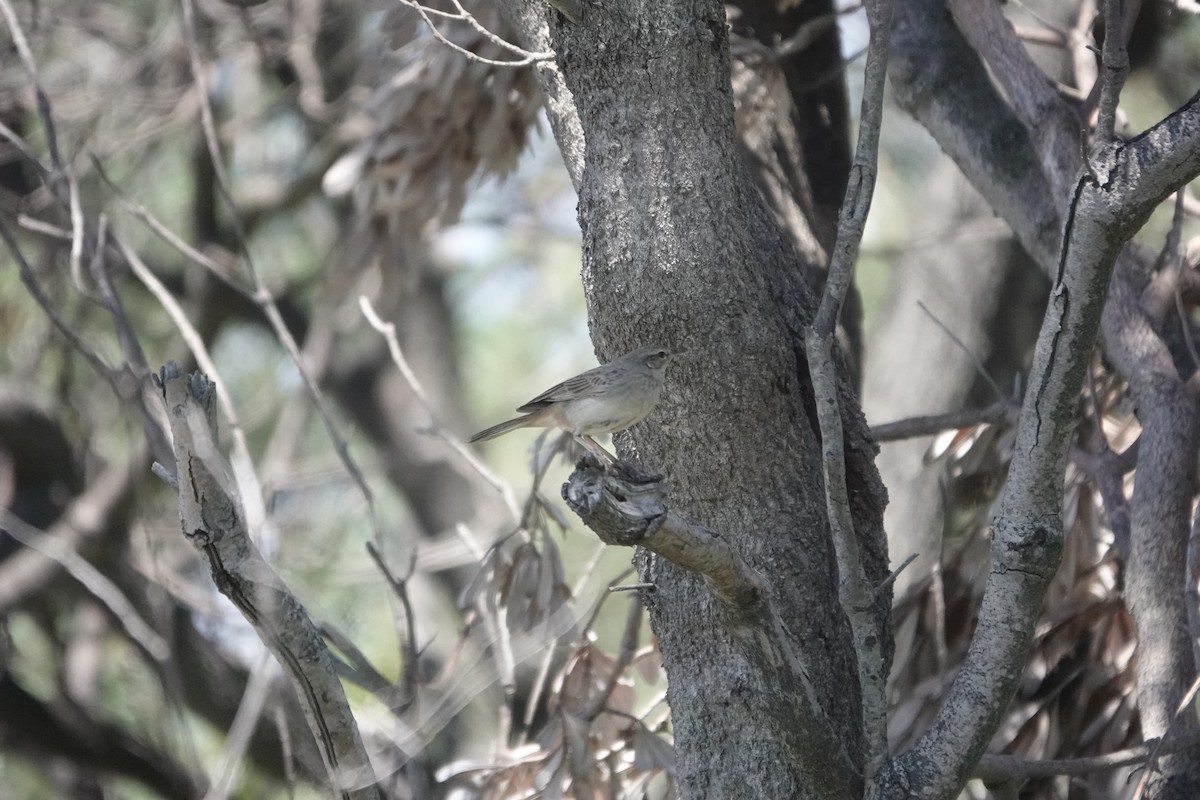 Rufous Songlark - ML610252519