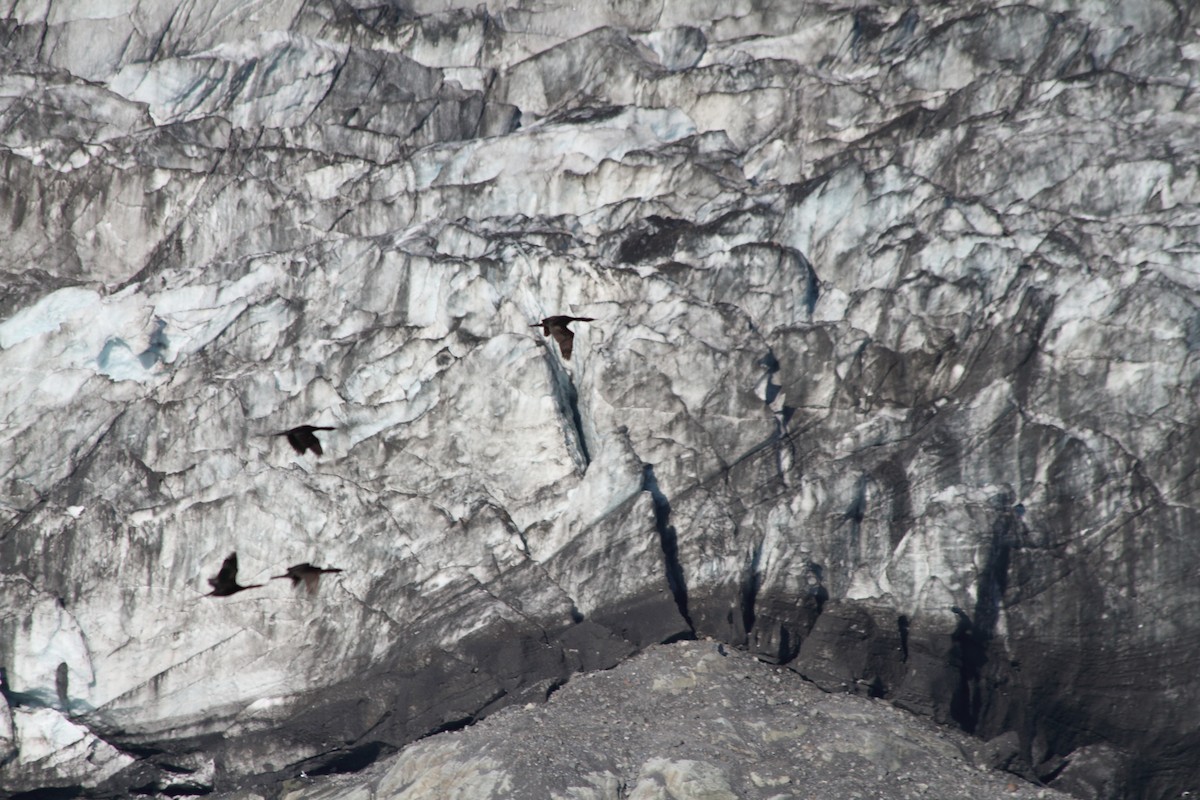 Cormorán Pelágico - ML610252600