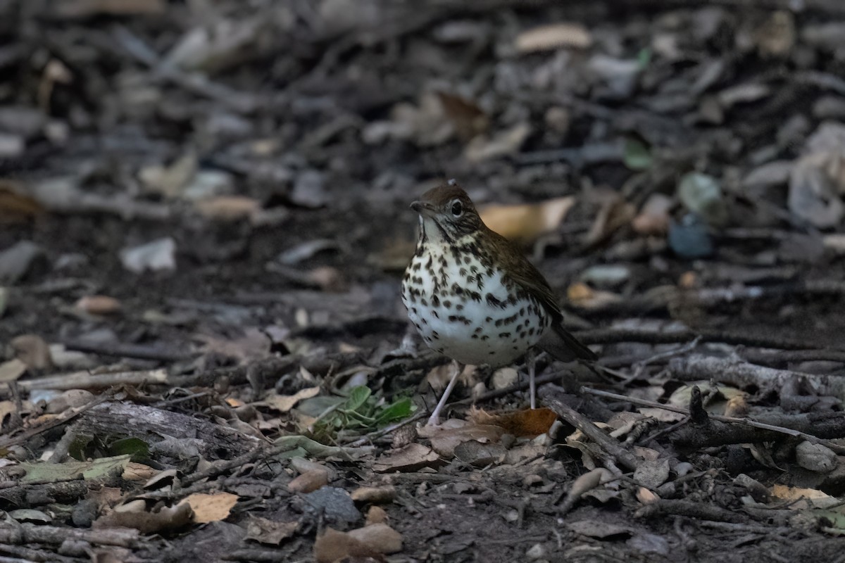 Wood Thrush - ML610252635