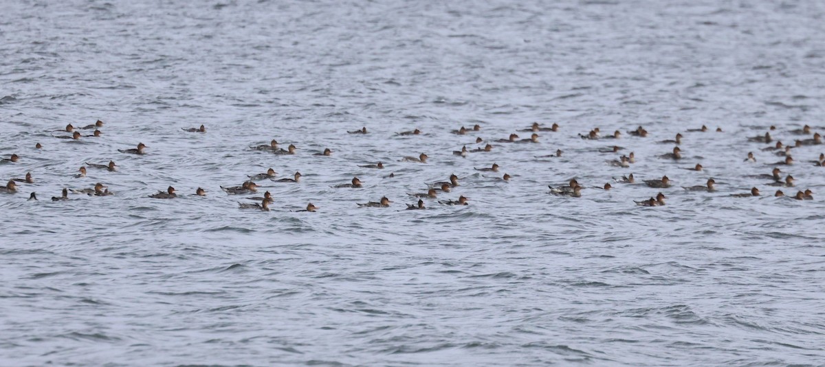 Red-breasted Merganser - ML610252648