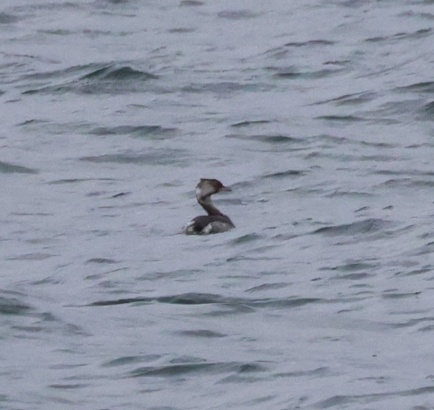 Horned Grebe - ML610252654