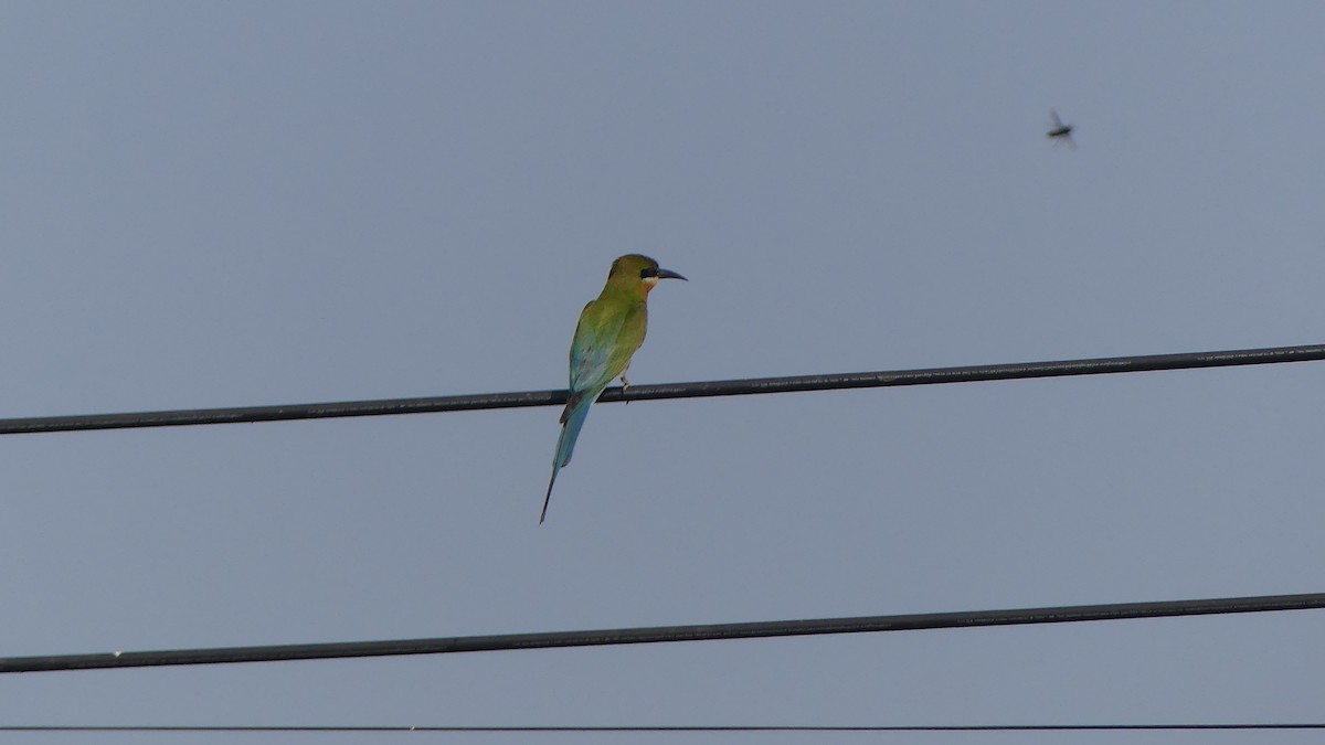 Blue-tailed Bee-eater - ML610252659