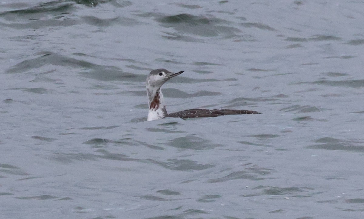 Red-throated Loon - Ken McKenna