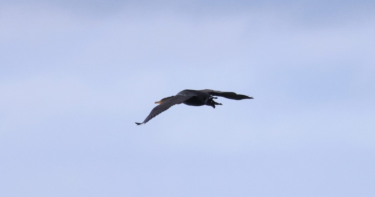 Double-crested Cormorant - Ken McKenna