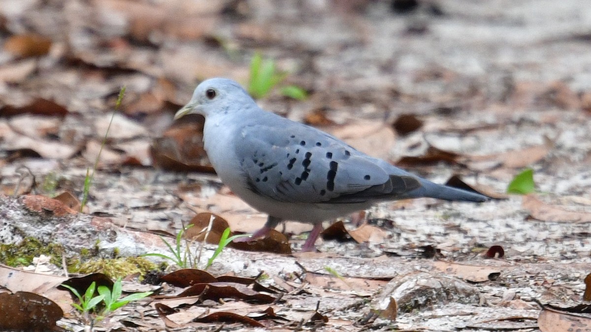 Blue Ground Dove - ML610252673