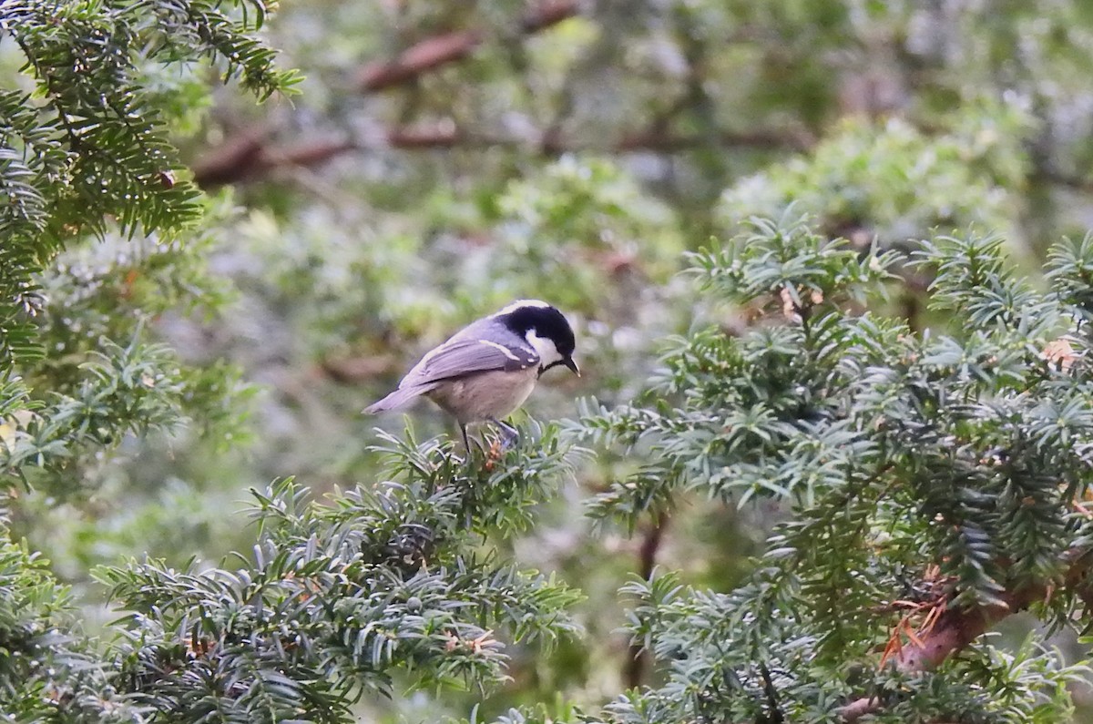 Coal Tit - Pablo Macías Torres