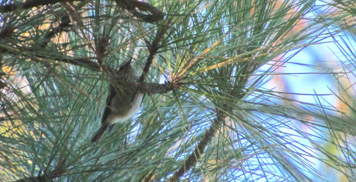 Golden-crowned Kinglet - ML610252832