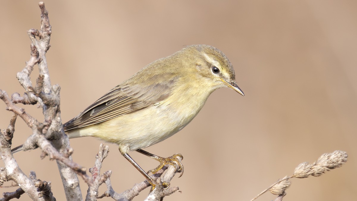 Willow Warbler - ML610252885