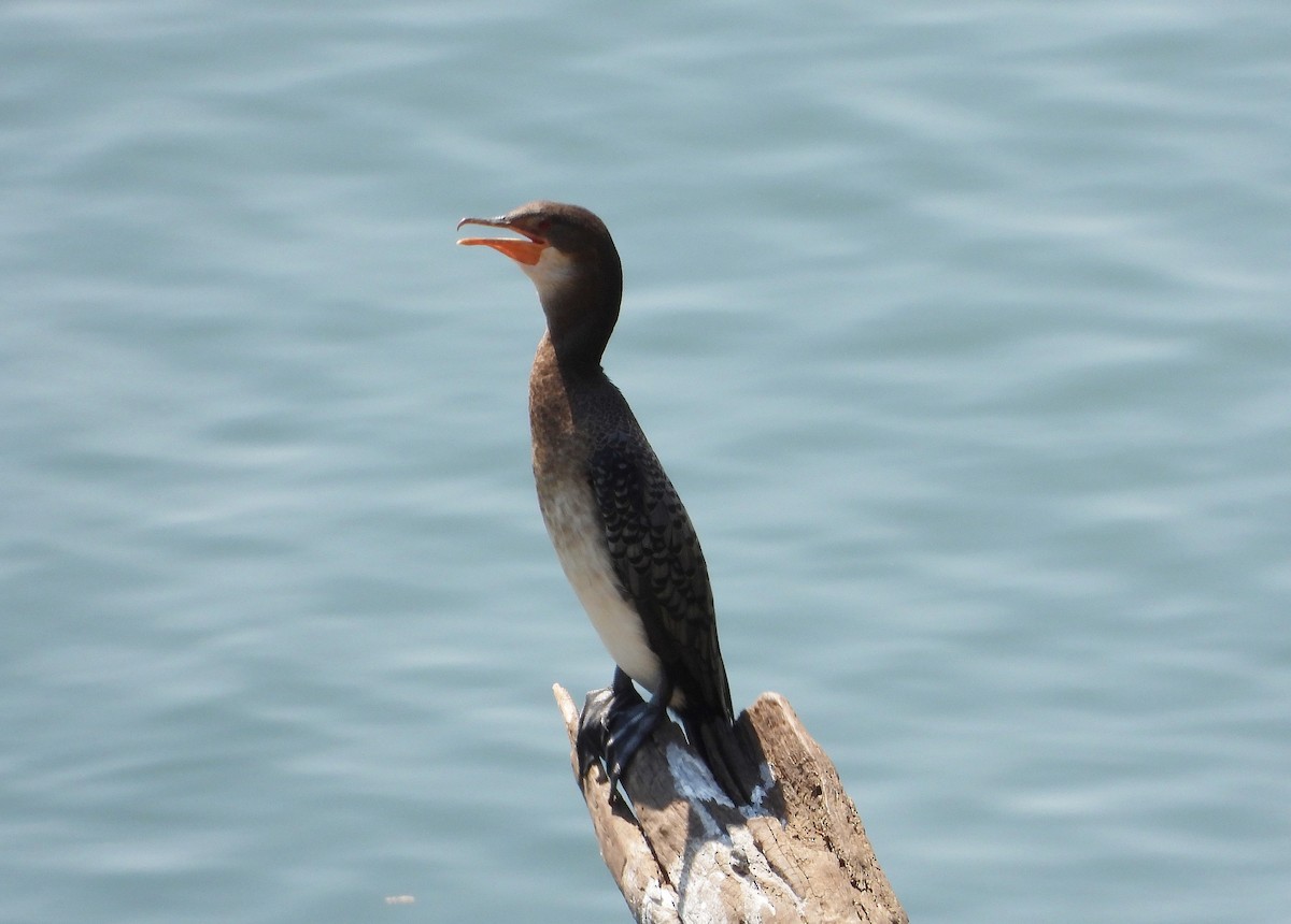 Long-tailed Cormorant - ML610252929