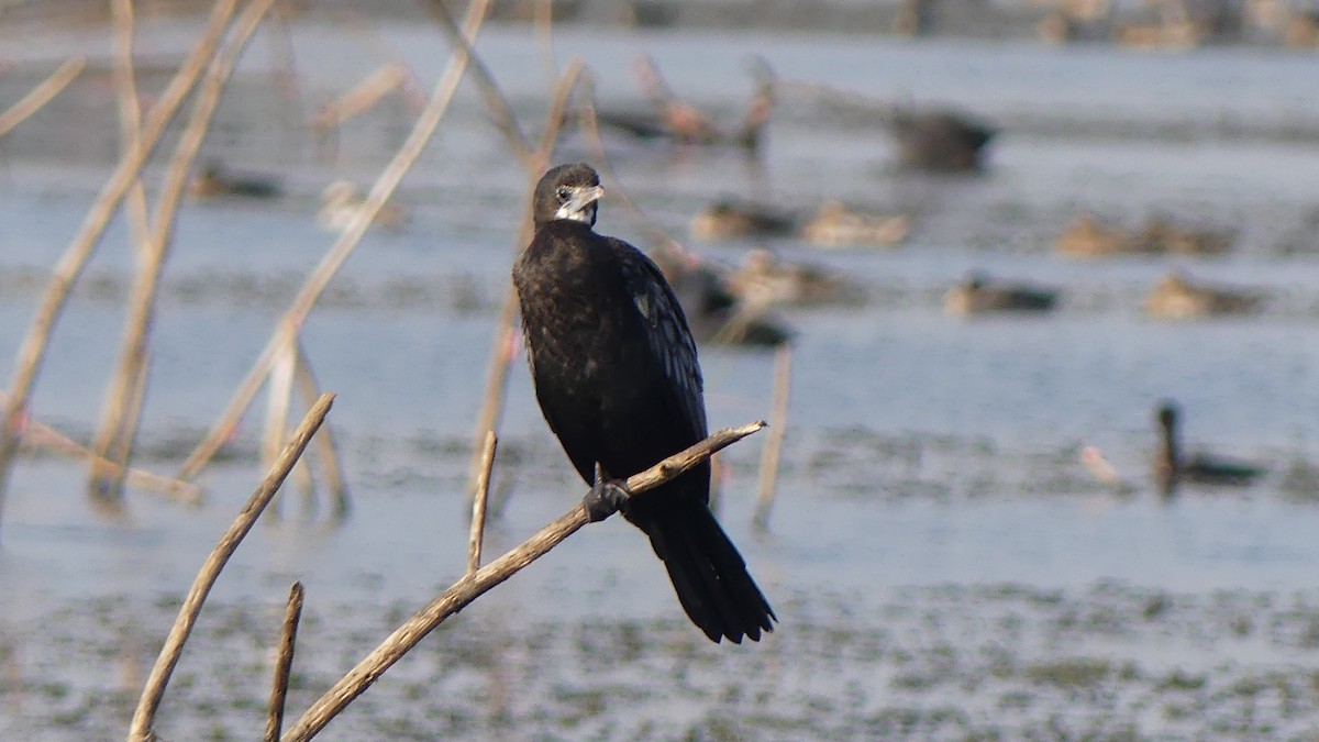 Little Cormorant - Ann Kovich