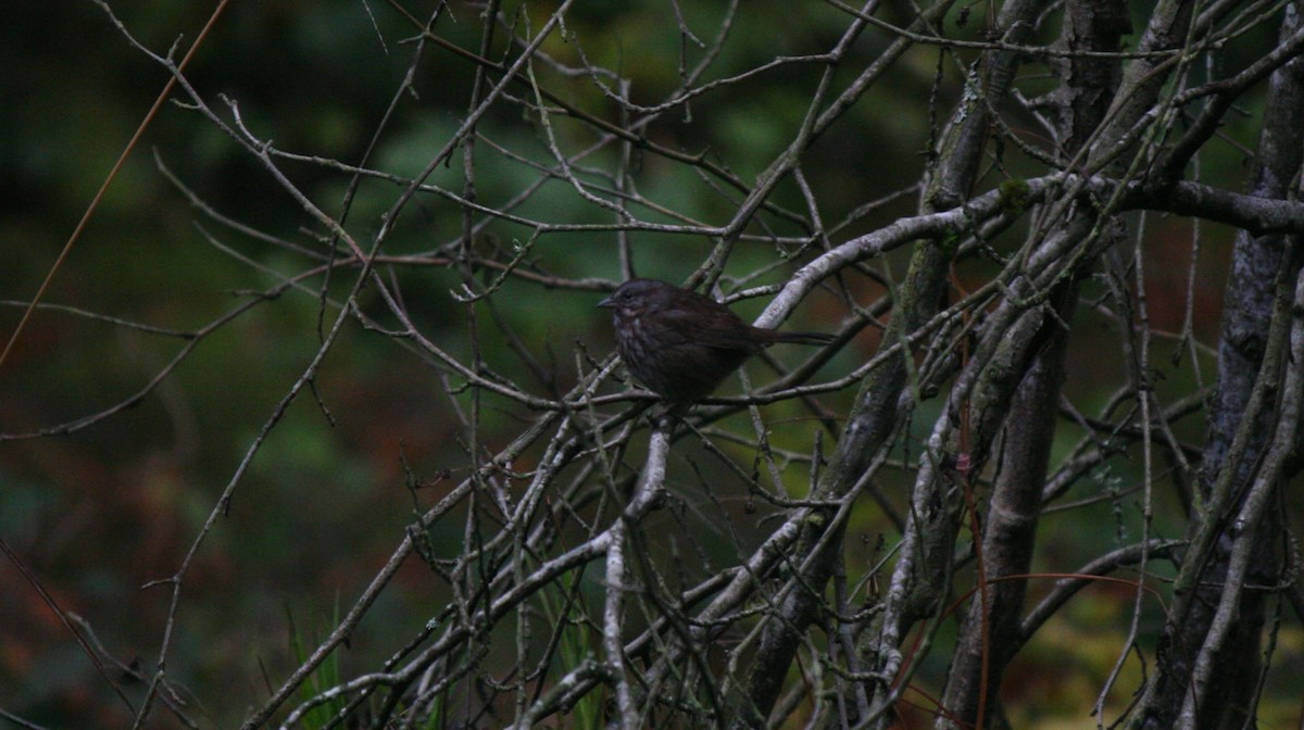 strnadec zpěvný - ML610253015
