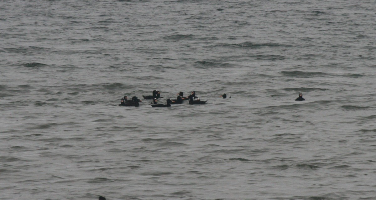 Surf Scoter - Samuel Hain