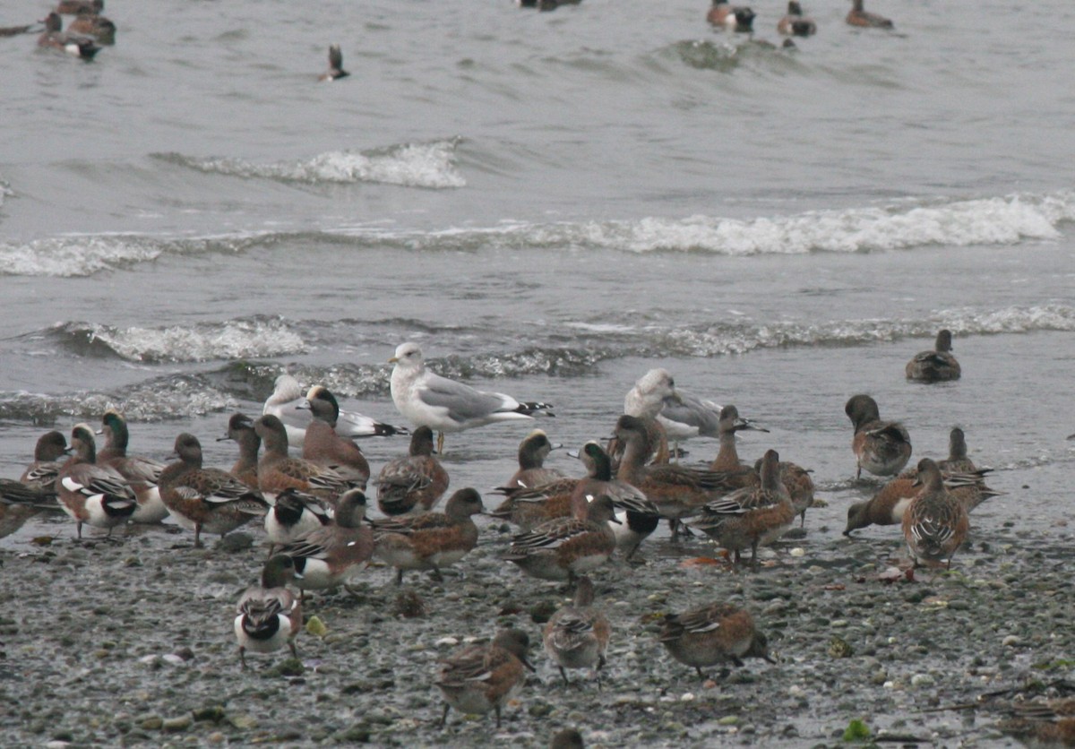 Short-billed Gull - Samuel Hain